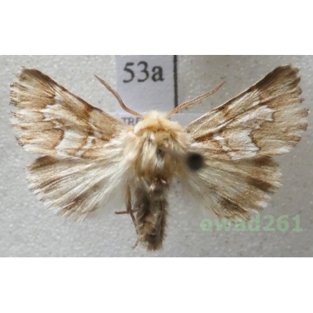 Oxicesta geographica (Fabricius, 1787) Czech53a